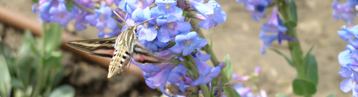 penstemon and hawkmoth